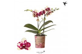 Phalaenopsis multiflora Kolibri Orchids Diamond - Catania - 2 tak, 16+