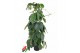 Tetrastigma voinieri Zuil 