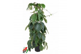 Tetrastigma voinieri Zuil