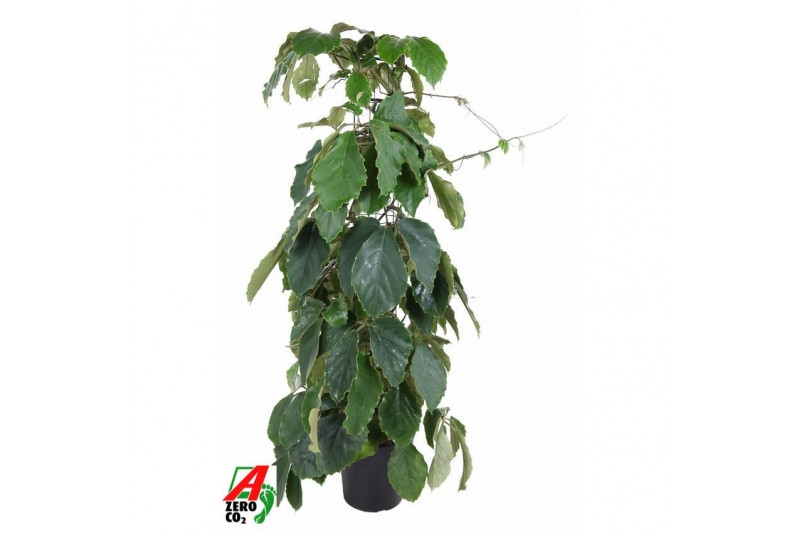 Tetrastigma voinieri Zuil 