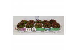 Sempervivum mix