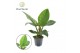 Philodendron imperial green Philodendron Imperial Green P19 3 pp 