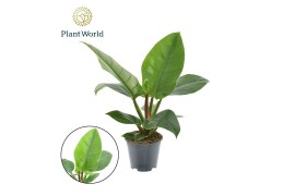 Philodendron imperial green Philodendron Imperial Green P19 3 pp