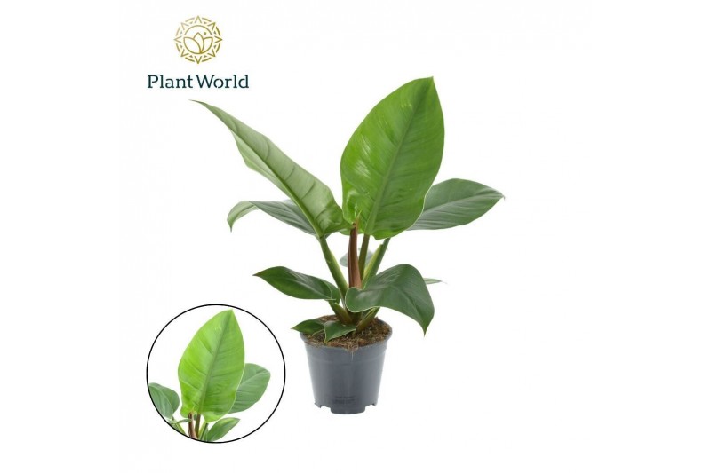 Philodendron imperial green Philodendron Imperial Green P19 3 pp Philodendron imperial green Philodendron Imperial Green P19 3 pp