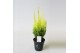 Chamaecyparis laws. erecta aurea 