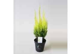 Chamaecyparis laws. erecta aurea