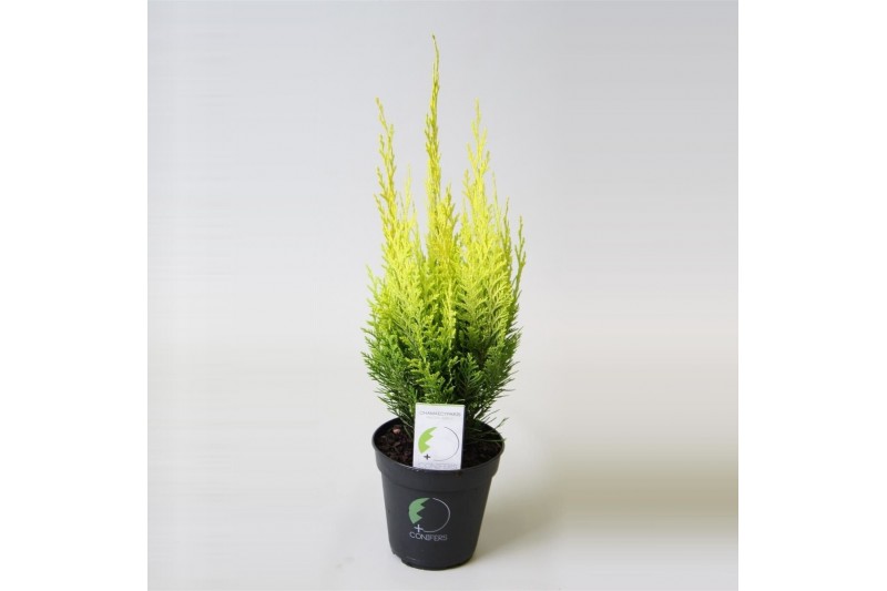 Chamaecyparis laws. erecta aurea 