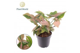 Syngonium Red Spot Tricolor