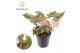 Syngonium Red Spot Tricolor 