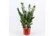 Zamioculcas zamiifolia 