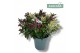 Hebe addenda gemengd in pot Hebe Addenda Donna® - Duo 