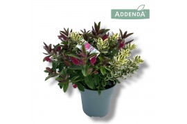 Hebe addenda gemengd in pot Hebe Addenda Donna® - Duo