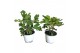 Ficus carica Ficus carica (2 planten per pot) 