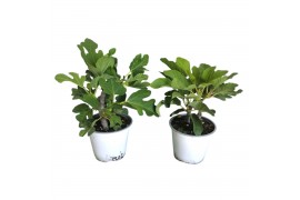 Ficus carica Ficus carica (2 planten per pot)