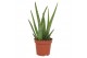 Aloe vera Aloe Vera Stek 1 p.p. 10,5cm 