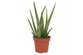 Aloe vera Aloe Vera Stek 1 p.p. 10,5cm