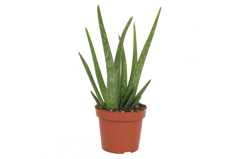 Aloe vera Aloe Vera Stek 1 p.p. 10,5cm Aloe vera Aloe Vera Stek 1 p.p. 10,5cm