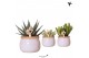 Succulenten mix Kolibri Greens Succulenten mix in Vintage Bowl pot whi 