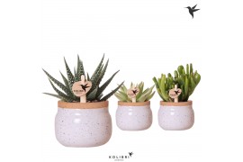 Succulenten mix Kolibri Greens Succulenten mix in Vintage Bowl pot whi