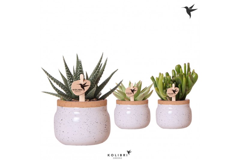 Succulenten mix Kolibri Greens Succulenten mix in Vintage Bowl pot whi Succulenten mix Kolibri Greens Succulenten mix in Vintage Bowl pot whi