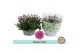 Chrysanthemum ind. giro time classic pink 