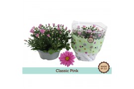 Chrysanthemum ind. giro time classic pink