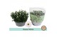 Chrysanthemum ind. alpine time classic white 