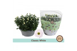 Chrysanthemum ind. alpine time classic white