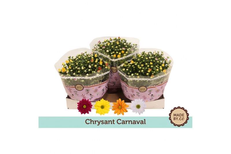 Chrysanthemum ind. mix Chrysant carnaval FLEX 7 pp 