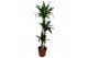 Dracaena fragr. janet craig 3pp - 90-60-30 