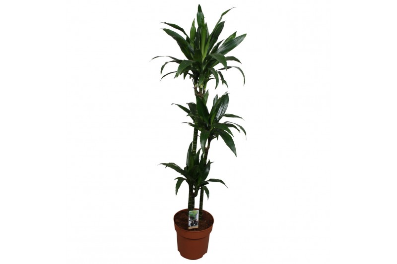 Dracaena fragr. janet craig 3pp - 90-60-30 