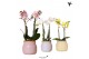 Phalaenopsis mix Kolibri Orchids - 2 tak - Vintage bowl mix 