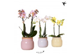 Phalaenopsis mix Kolibri Orchids - 2 tak - Vintage bowl mix