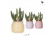 Stapelia leendertziae Kolibri Greens - Vintage bowl keramiek 