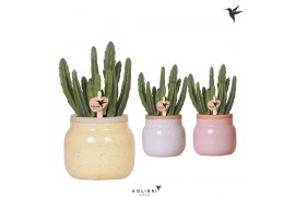 Stapelia leendertziae Kolibri Greens - Vintage bowl keramiek