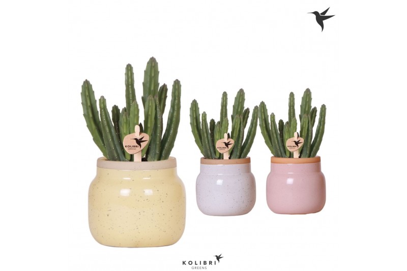 Stapelia leendertziae Kolibri Greens - Vintage bowl keramiek 