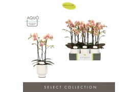 Phalaenopsis multiflora geel Optimost - Belle Helene - 3 tak - Emilia 