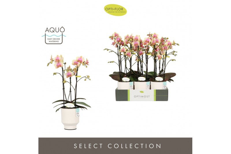 Phalaenopsis multiflora geel Optimost - Belle Helene - 3 tak - Emilia  