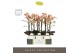 Phalaenopsis multiflora geel Optimost - Belle Helene - 3 tak - Emilia  