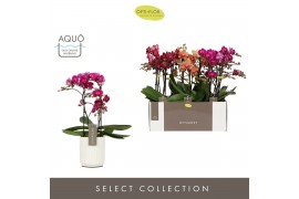 Phalaenopsis multiflora mix Optimost - Spicy Colour Mix - 2 tak - Moli