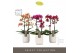 Phalaenopsis multiflora mix Optimost - Spicy Colour Mix - 2 tak - Moli 