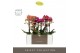 Phalaenopsis multiflora mix Optimost - Spicy Colour Mix - 2 tak - Moli 