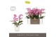 Phalaenopsis multiflora honeybee Optimost - Honeybee - 2 tak - Molise  