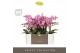 Phalaenopsis multiflora honeybee Optimost - Honeybee - 2 tak - Molise  