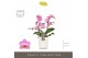 Phalaenopsis multiflora honeybee Optimost - Honeybee - 2 tak - Molise  