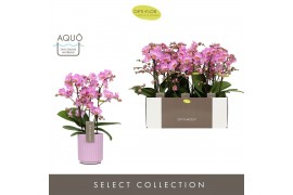 Phalaenopsis multiflora honeybee Optimost - Honeybee - 3 tak - Molise 