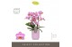 Phalaenopsis multiflora honeybee Optimost - Honeybee - 3 tak - Molise  