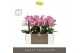 Phalaenopsis multiflora honeybee Optimost - Honeybee - 3 tak - Molise  
