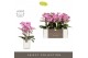 Phalaenopsis multiflora honeybee Optimost - Honeybee - 3 tak - Molise  