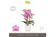 Phalaenopsis multiflora honeybee Optimost - Honeybee - 3 tak - Molise  
